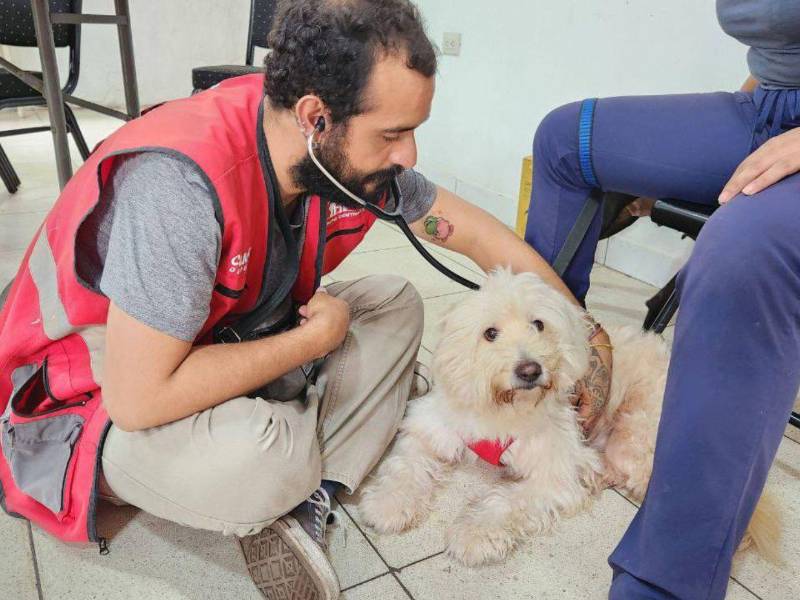 Los perros y gatos son las mascotas domésticas más atendidas en la clínica, sin embargo, la población también puede buscar atención veterinaria para sus aves y conejos.