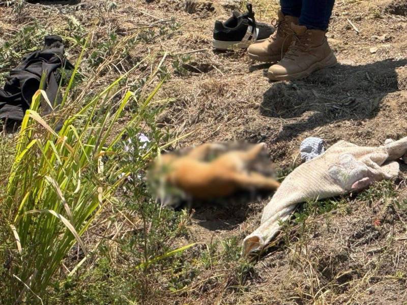 Al menos seis integrantes de una familia murieron y siete personas resultaron heridas tras el volcamiento de una camioneta registrada en el Viaducto Diamante, en Acapulco, Guerrero, en México, durante el Viernes Santo. Entre las víctimas también se confirmó la muerte de la mascota que acompañaba al grupo familiar.