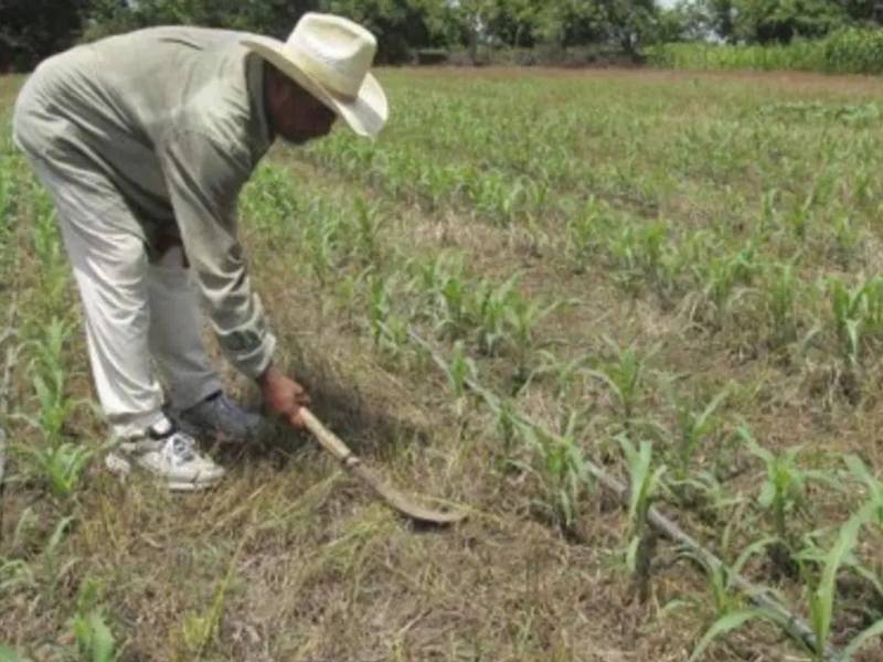 Las autoridades recomiendan la siembra de cultivos alternos que requieran menos agua ante los pronósticos de la llegada de El Niño.