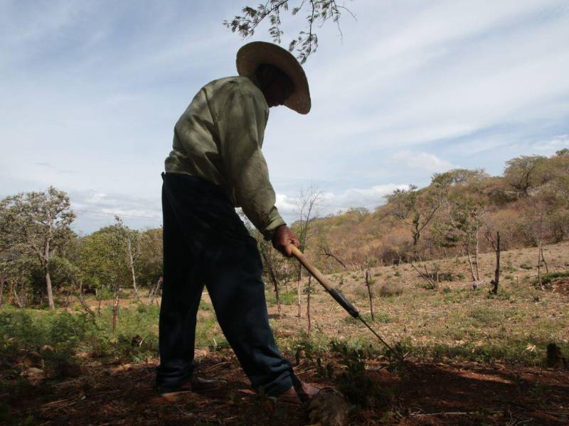 Los productores perdieron sus cosechas de primera y la postrera está en riesgo.