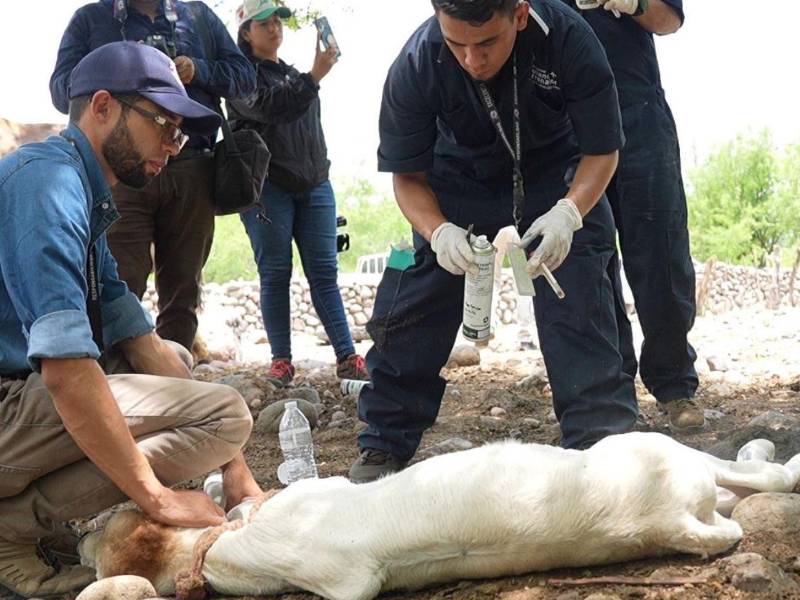 El sector ganadero, junto al personal de Senasa realizan acciones para evitar que los animales mueran a causa de esta enfermedad.
