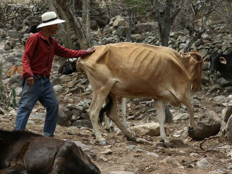 Los ganaderos están sufriendo al ver las condiciones precarias de sus animales.