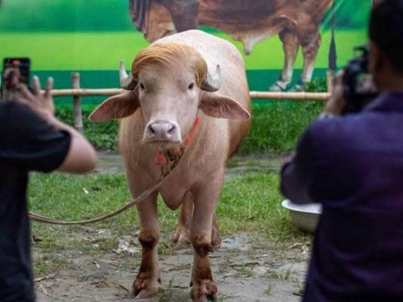 El Gobierno de Bangladés se ha convertido en el insólito salvador de 'Donald Trump', un inusual búfalo albino al que se le ha encontrado parecido al presidente de EE.UU., al ordenar que el animal no fuera sacrificado durante las celebraciones de la fiesta musulmana del sacrificio, por temor a que se produjeran disturbios.