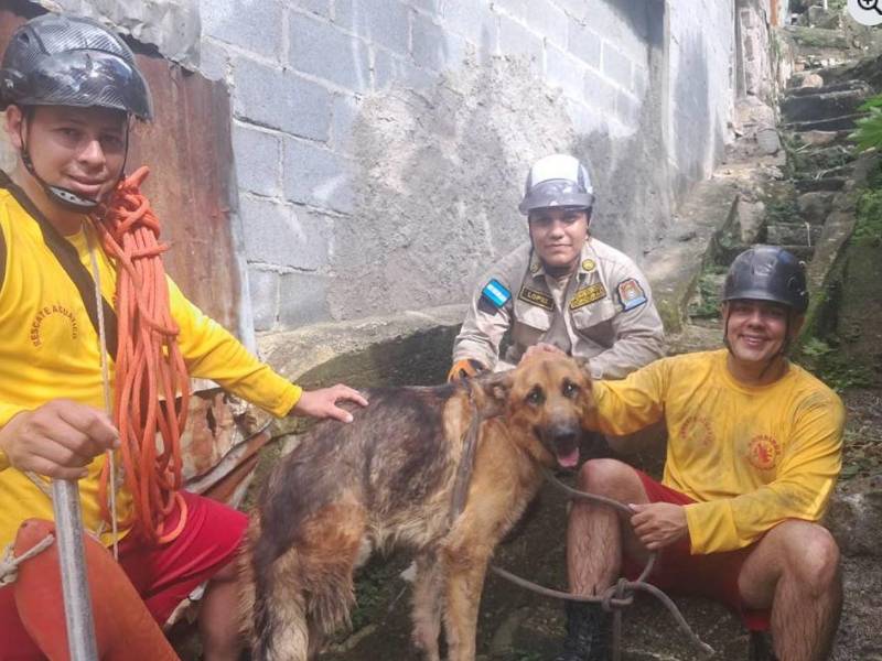 El animal se mostró manso y débil tras rescatado.