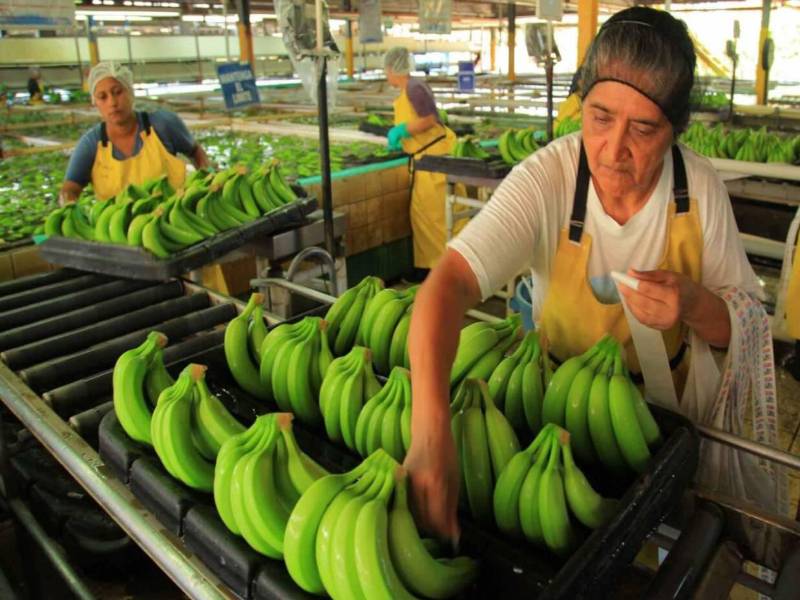 Los cultivos de banano han sido afectados por fenómenos meteorológicos como el caso de Eta y Iota que provocaron inundaciones en el Valle de Sula.
