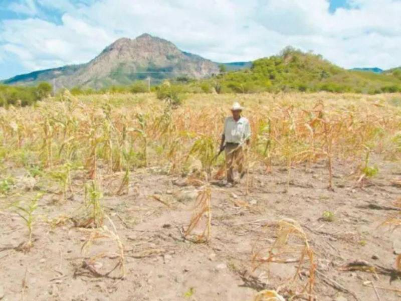 La sequía amenaza las cosechas de granos básicos en el Corredor Seco, según informó Moisés Molina, titular del SAG.