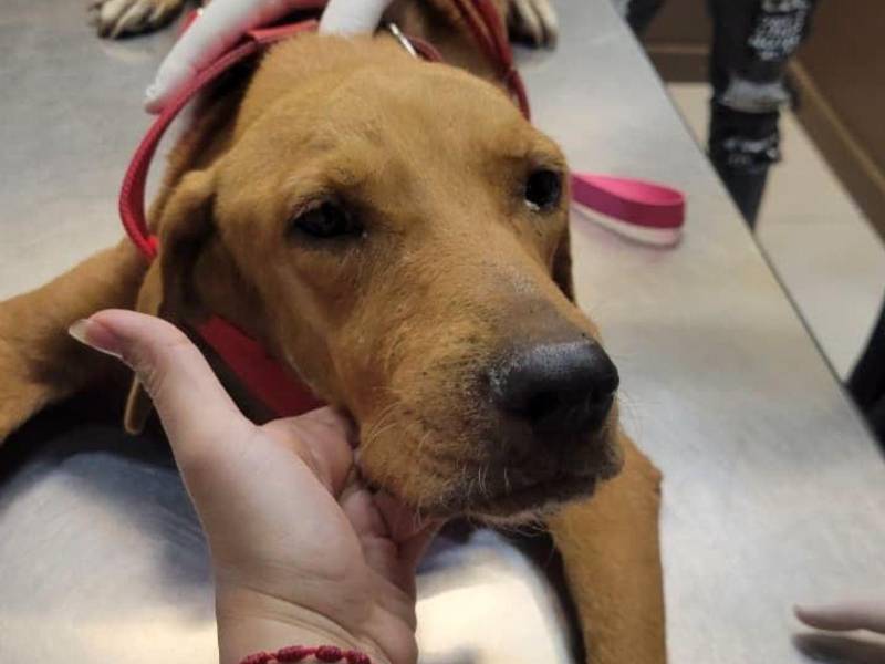 El perro que fue arrastrado por su dueño ahora se encuentra bajo los cuidados del Refugio Patitas de Amor en Tela.