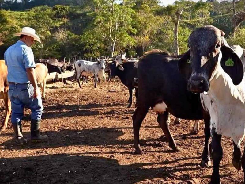 La falta de lluvias afecta gravemente a la agricultura y la ganadería en Honduras, con mayor impacto en algunos departamentos.