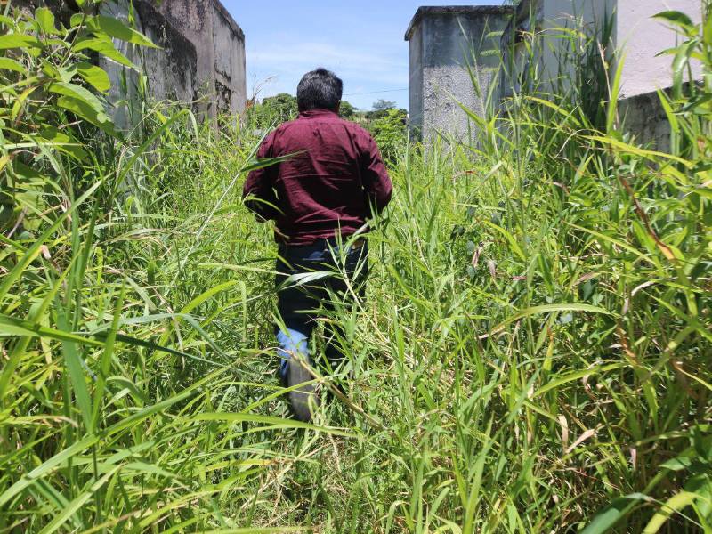 Por la amplitud del Cementerio General, las autoridades buscan colaboración de Copeco, Fuerzas Armadas y otras entidades para chapear maleza.