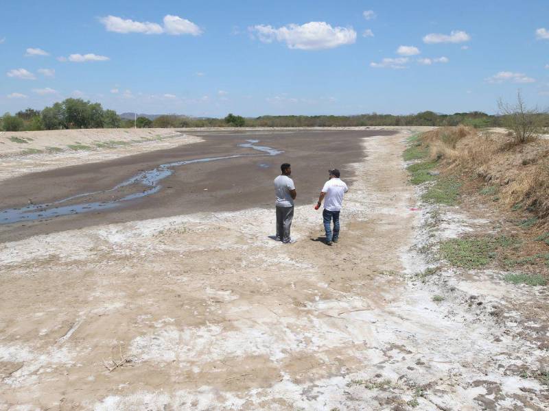 Los productores demandan que se habrá nuevamente el mercado de Taiwán.