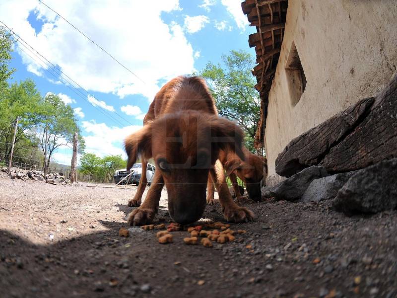 La solidaridad de los lectores de Diario EL HERALDO llegó hasta las comunidades más afectadas por la sequía en el Corredor Seco, donde varias familias recibieron ayuda, una ayuda que también abarcó a los peluditos, las mascotas que acompañan a las familias en medio de la actual sequía.