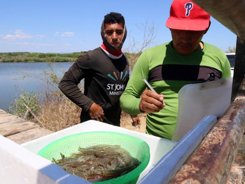 China no es una opción para vender el camarón de Honduras porque prefieren volumen y no calidad.
