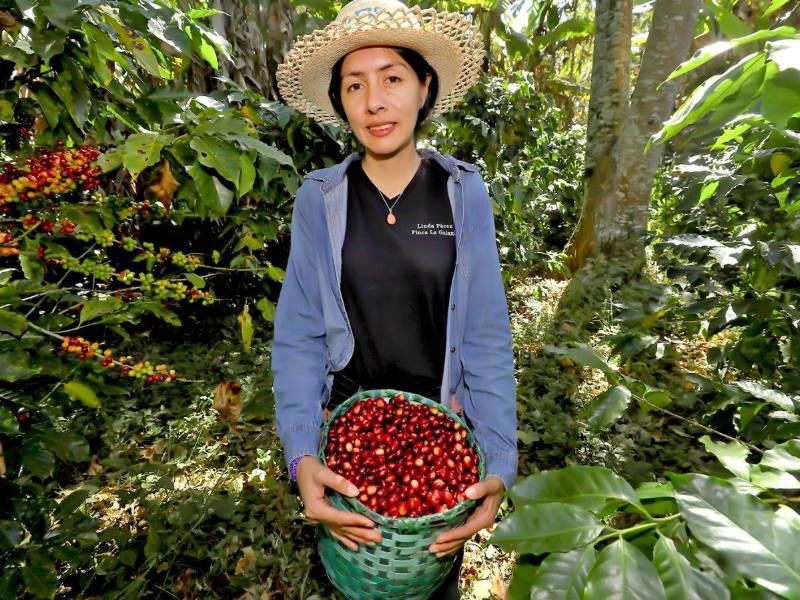 La recuperación de la producción y mejores rendimientos permitieron que el volumen de café exportado creciera 24.6% a mayo de 2026, según el BCH.