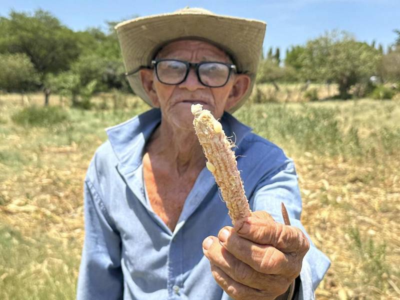 Gertrudis Paz, un campesino de 91 años, muestra a EFE una mazorca de maíz con unos pocos granos mientras explica que toda su cosecha se perdió por la severa sequía que castiga al sur de Honduras, donde agricultores y ganaderos ruegan para que haya lluvias en septiembre y se salve la postrera, la última siembra del año.