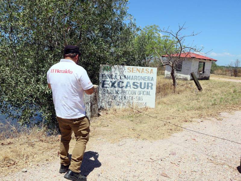 EL HERALDO Plus comprobó la crisis que vive la industria del camarón en el sur: fincas cerradas y cero producción registran desde que Honduras y Taiwán rompieron relaciones.