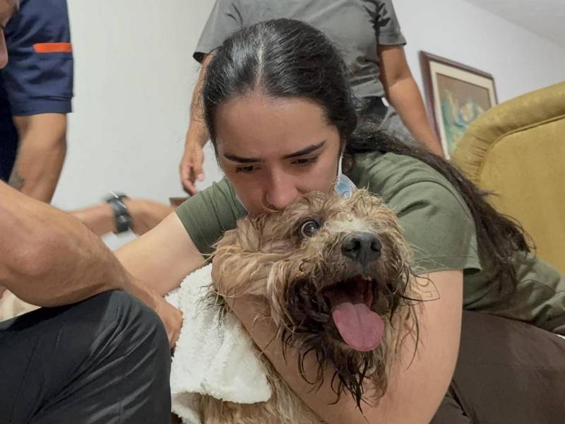 Cuando los rescatistas llevaban cerca de 48 horas removiendo toneladas de hierros retorcidos y concreto en las Torres del Limonar, en Cali, una señal de vida ilusionó a quienes seguían buscando entre los restos de uno de los edificios destruidos por el terremoto que sacudió a Colombia el pasado lunes. Era Antonio, un perro que apareció con vida durante la madrugada de este miércoles, a más de nueve metros de profundidad entre los escombros.
