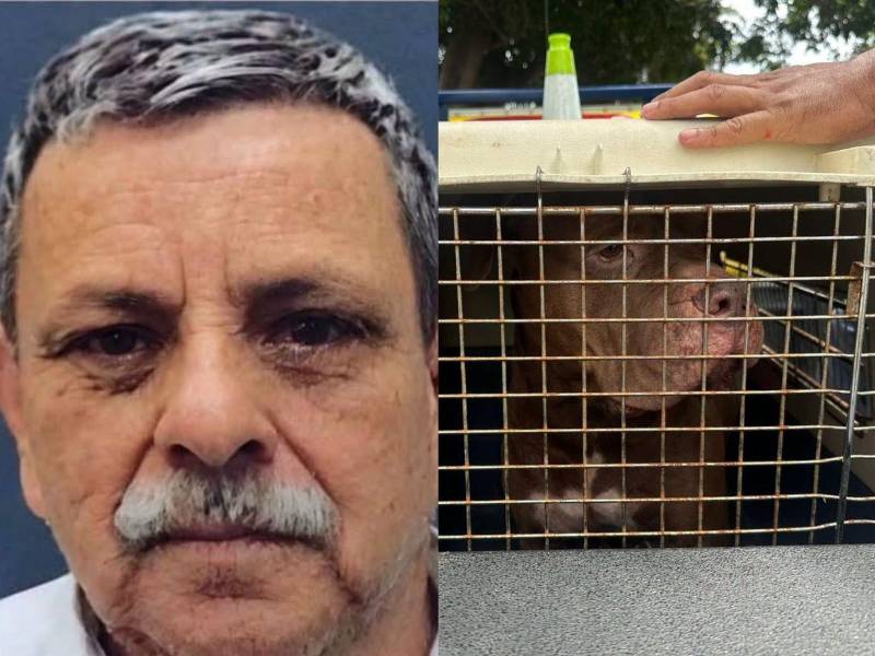 La noche del 21 de septiembre, un perro pitbull atacó a su dueño y le quitó la vida. En las últimas horas se han dado a conocer detalles sobre el trato que recibía el animal, según relatos de algunos de los vecinos en la colonia Hato de Enmedio, sector 4.