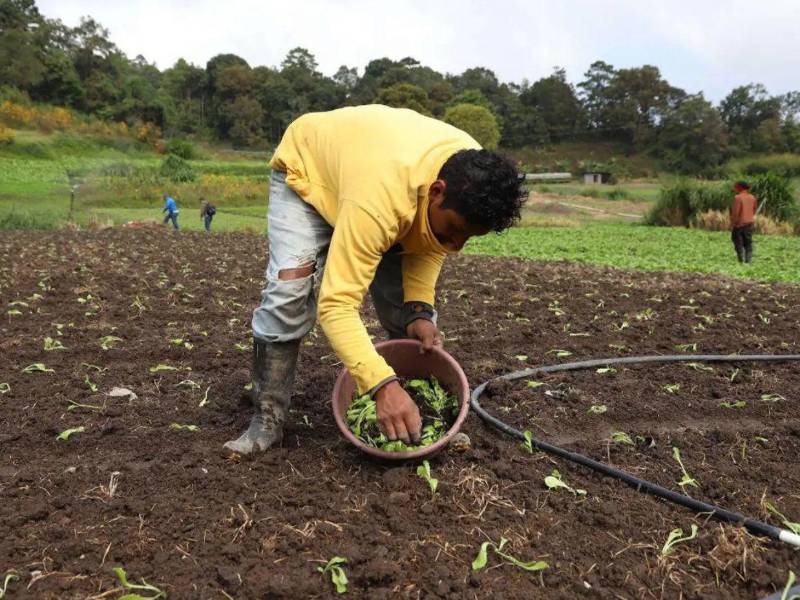 Miles de productores no podían optar a préstamos por la alta mora.