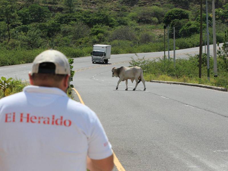 A pesar de ser una carretera de alta velocidad, no hay control en la vagancia de animales en el Canal Seco.