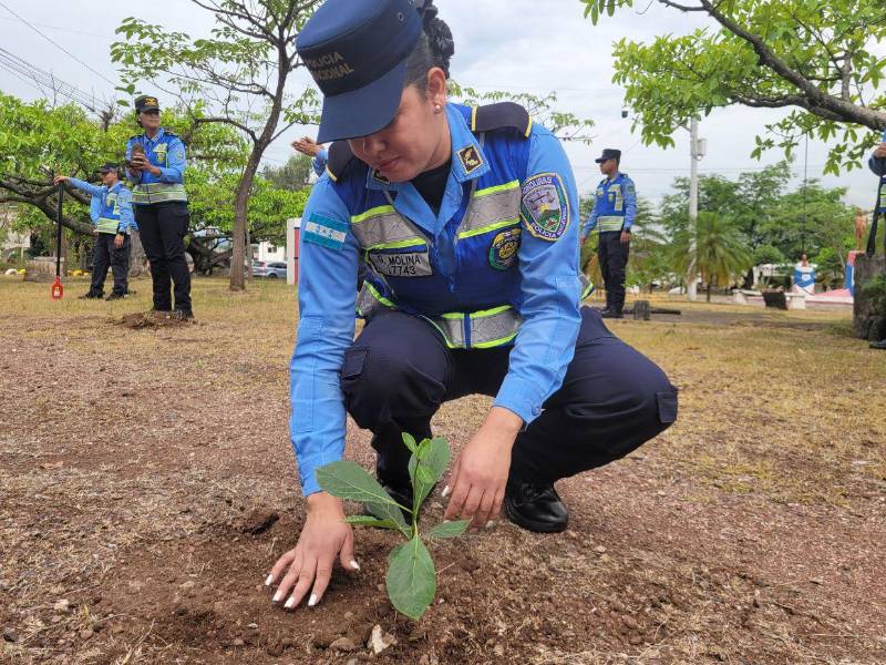 DNVT realiza jornada de reforestación donde sembrarón 300 árboles