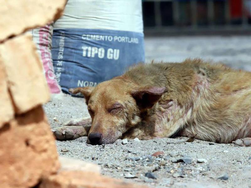 El funcionario indicó que este tipo de disposiciones son poco conocidas por los propietarios de mascotas, por lo que muchas personas pueden incurrir en ellas sin saber.