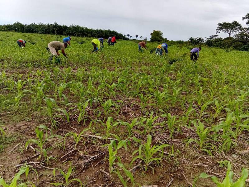Los pequeños productores de las zonas rurales de 22 municipios del país son beneficiados a través de Proinorte que es impulsado por el gobierno de la República.