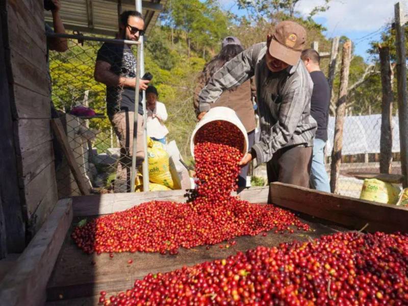 La iniciativa busca que los cafetaleros tengan acceso a fondos con bajos intereses.