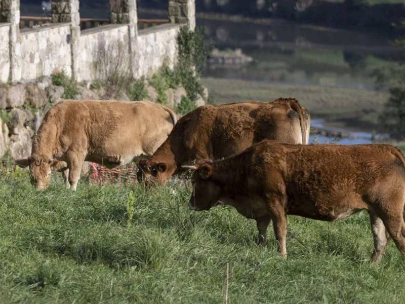 Muere una mujer de 67 años atacada por un rebaño de vacas en el Estado de Tirol.