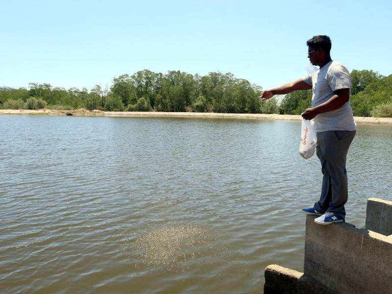 Para Dennis Manzanares, un pequeño productor de camarón, los costos para cosechar el producto cada vez son más elevados.