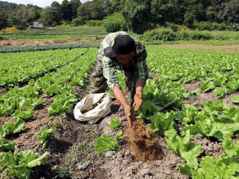 Los productores del agro en Comayagua, Choluteca, Valle, Francisco Morazán, El Paraíso y La Paz pueden acceder al alivio temporal. Se busca extender este mecanismo a más regiones.