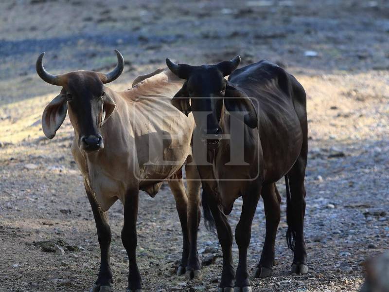 En el Corredor Seco, la severa sequía que enfrenta Honduras ha consumido las fuentes de agua en varios municipios. Mantener en pie a las vacas se ha convertido en un vía crucis diario para cualquier propietario de ganado. La condición actual de las reses evidencia la gravedad de la falta de agua.