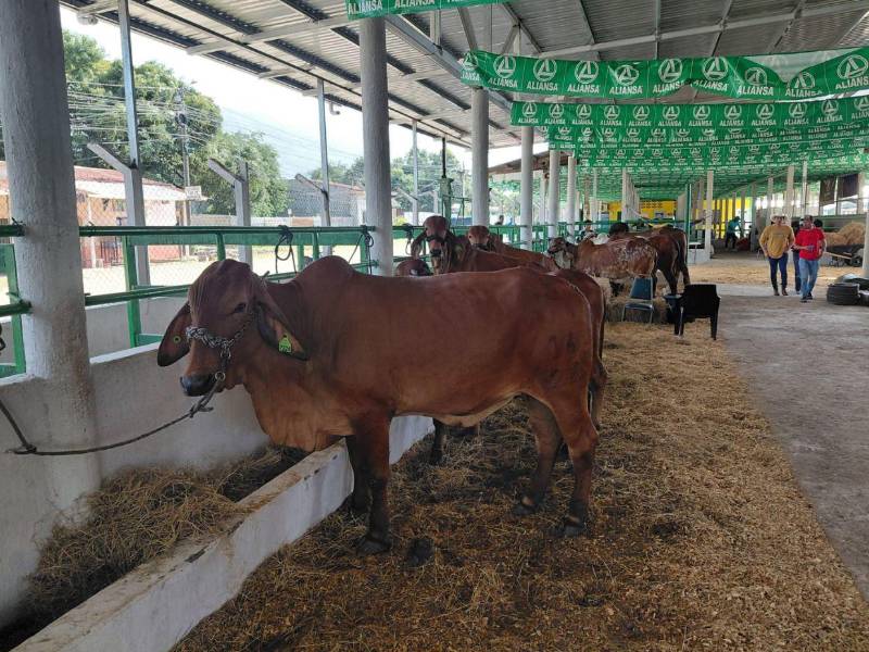 La programación continuará durante los próximos días con exhibiciones de equipo agrícola, ingreso y ordeño de vacas lecheras y espacios destinados a la comercialización de productos lácteos, artesanales e industriales.