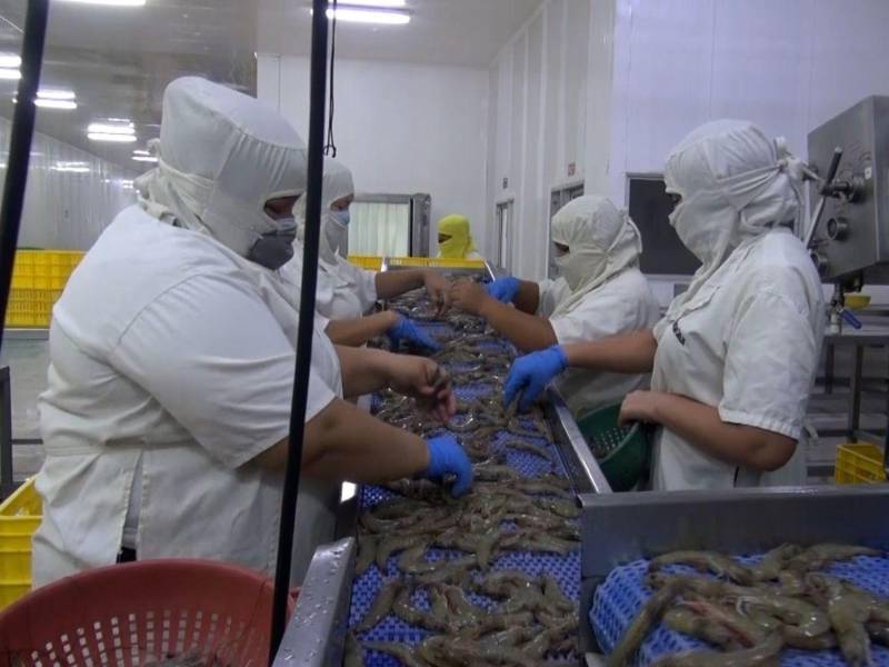 La exportación de camarón hacia mercados de la Unión Europea, Centroamérica, México, Inglaterra y Japón, requiere de controles de calidad en el producto acuícola.