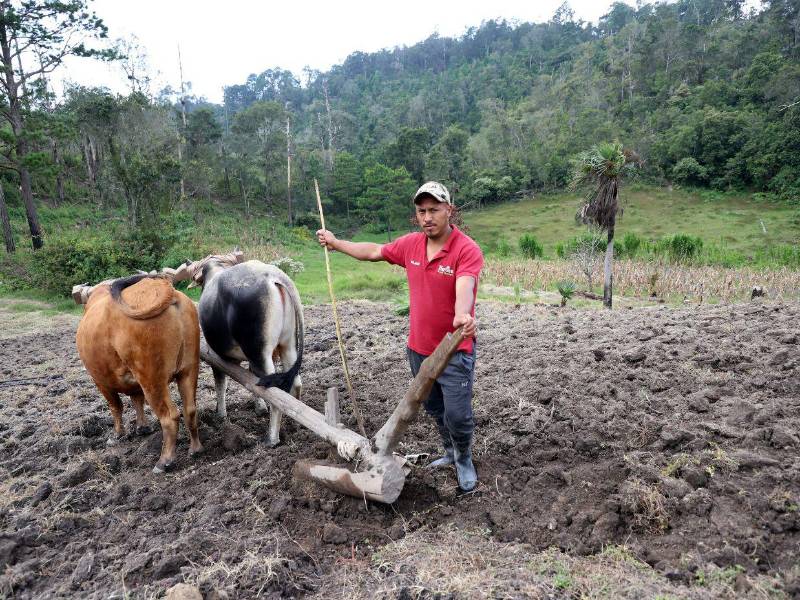 Los campesinos comienzan su siembra de primera, principalmente de granos básicos en las veredas.