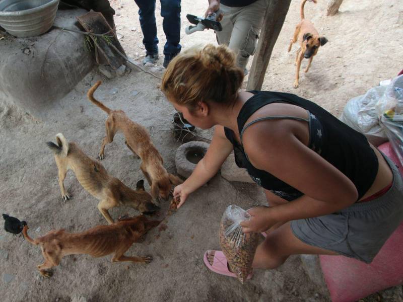 Los animalitos, casi moribundos por la falta de comida, comían desesperados y ansiosos.