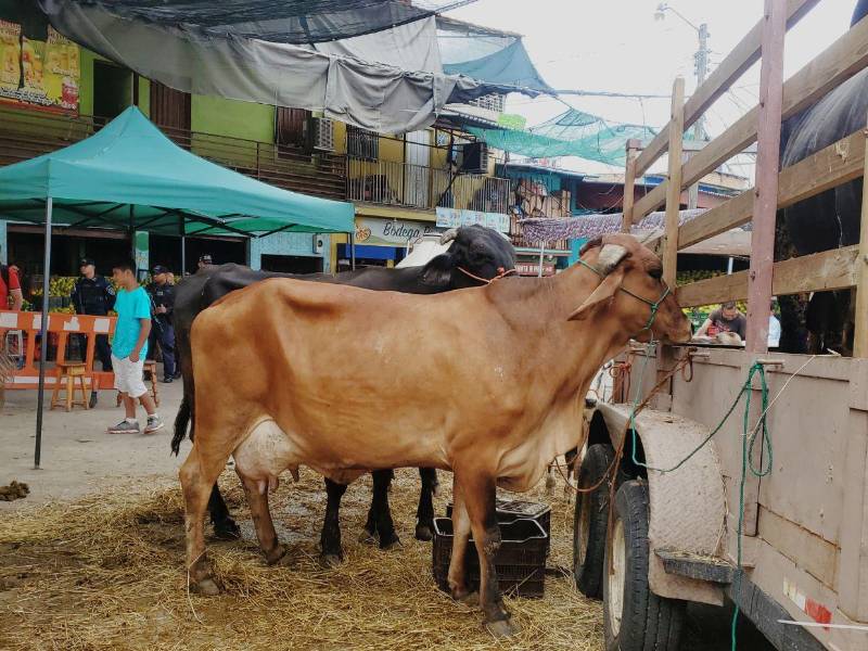 En la feria hubo exhibición de ganado, lo que los locatarios le conocen como el rancho, donde hay vacas y terneros.