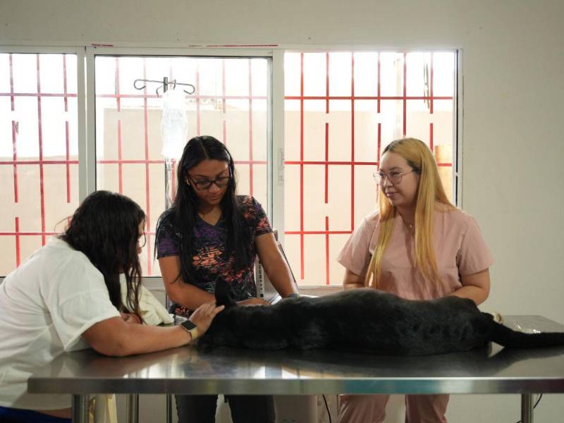 Autoridades municipales destacan que la Veterinaria Municipal sigue funcionando y beneficiando a dueños de mascotas que llegan incluso desde otros departamentos del país.