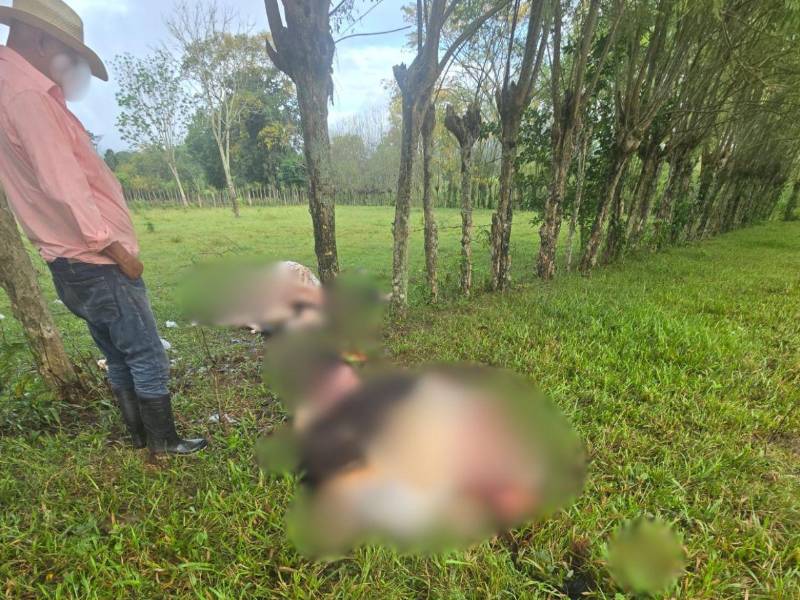 Productores reportan que los delincuentes extraen la carne y abandonan parte de los animales en los potreros tras cometer los robos.