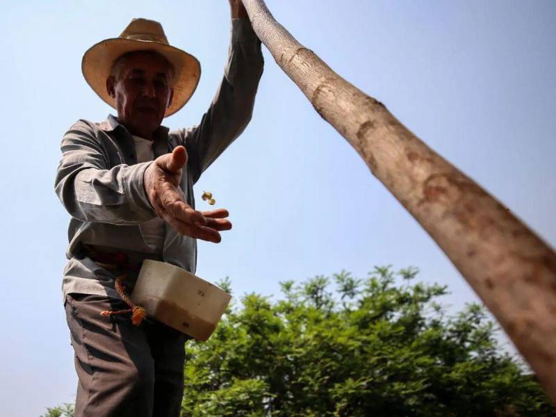 Los agricultores de la zona más seca de Centroamérica pueden enfrentar 'El Niño' con una herramienta que cruza datos climáticos para prever qué y cuándo sembrar y adaptarse así a ese fenómeno, con periodos extremos de sequía e inundaciones que tumban sus siembras y obliga a muchos a migrar.