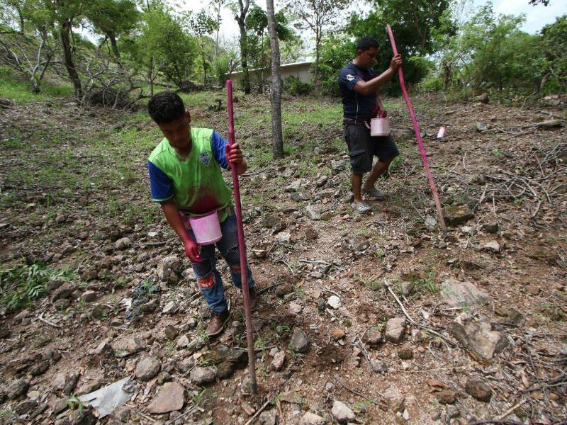 De acuerdo a las autoridades de Copeco, los agricultores podrían perder la semilla por la poca lluvia.