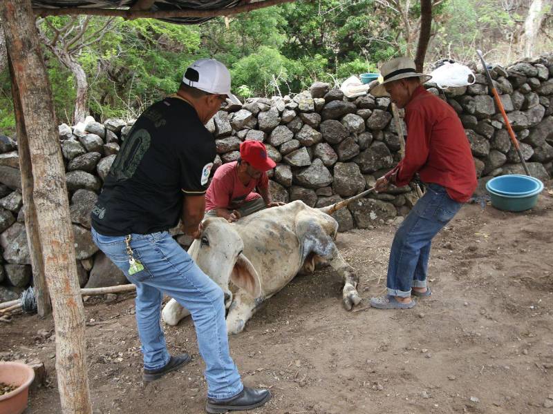 Esta vaca cayó de repente, no soportó el calor, la falta de alimento y agua; su dueño no la pudo volver a levantar.
