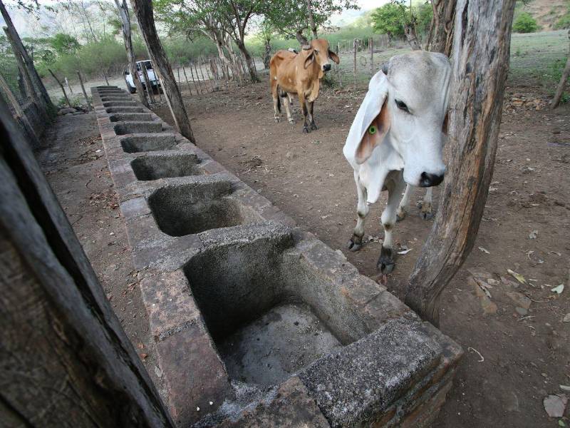 Los animales ven con tristeza los comederos vacíos en los establos.