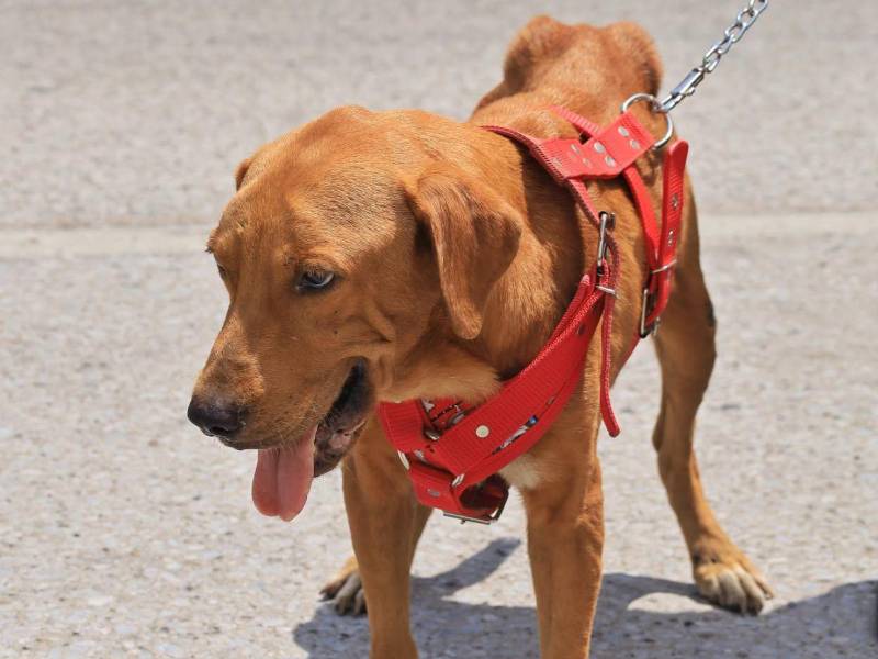 El dueño del canino fue requerido por la policía, pero posteriormente fue dejado en libertad, ya que el animal no presentaba lesiones.