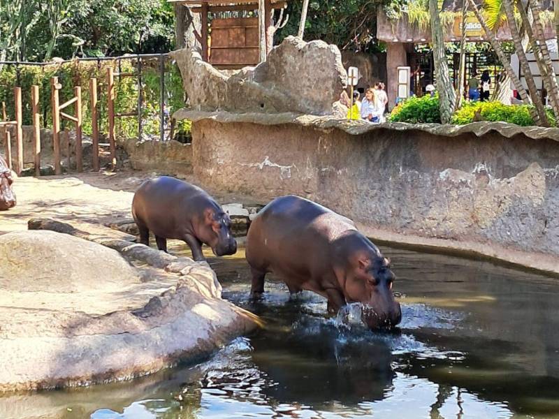 Los hipopótamos se sumergen en el agua. El espacio está adaptado como si fuera su habitad natural.