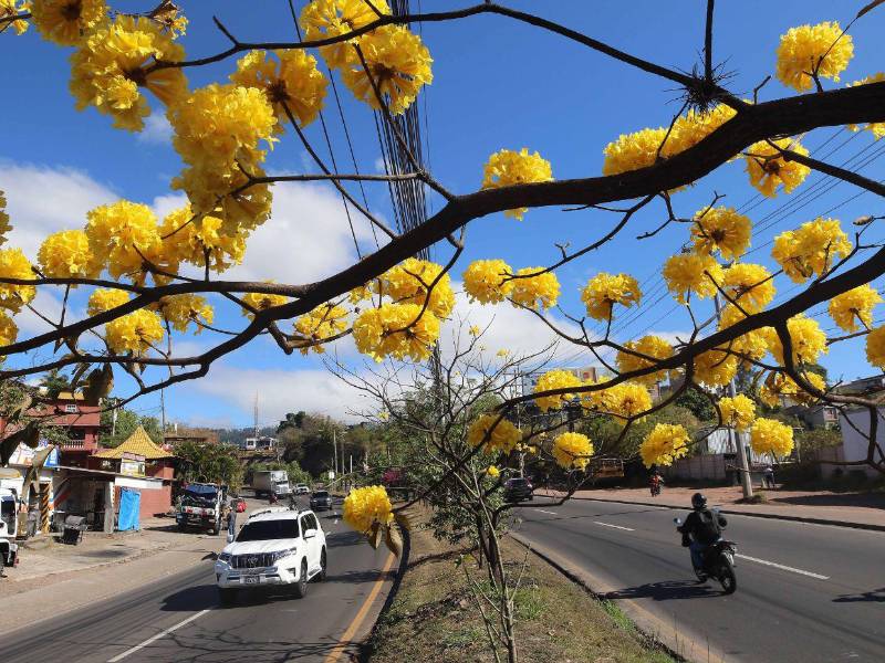 El cempasúchil, conocido como Palo Santo, Palo Blanco o Palo de Mayo destaca por su elegancia y frondosidad.