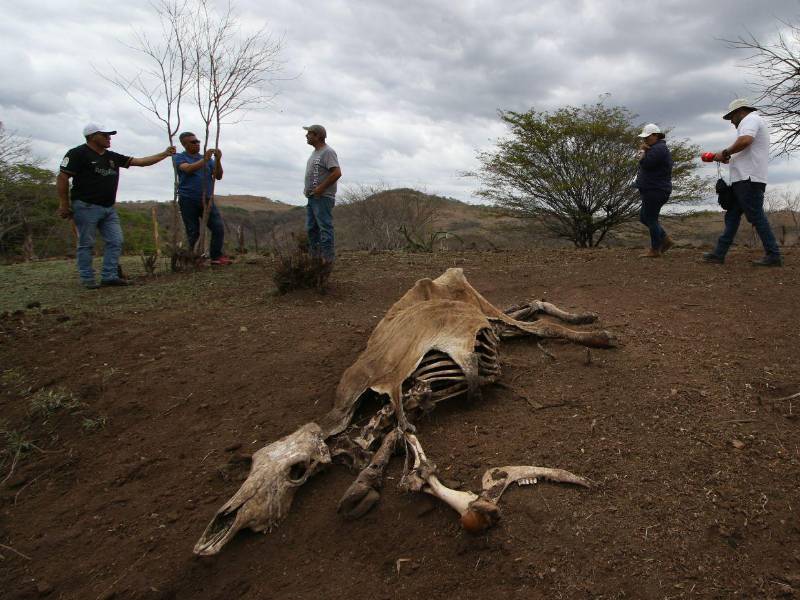 En la misma semana que la SAG fue a Morolica, EL HERALDO Plus realizaba un recorrido por la zona, encontrando animales muertos y testimonios de ganaderos, pero el ministro Moisés Molina dijo que ellos no hallaron.