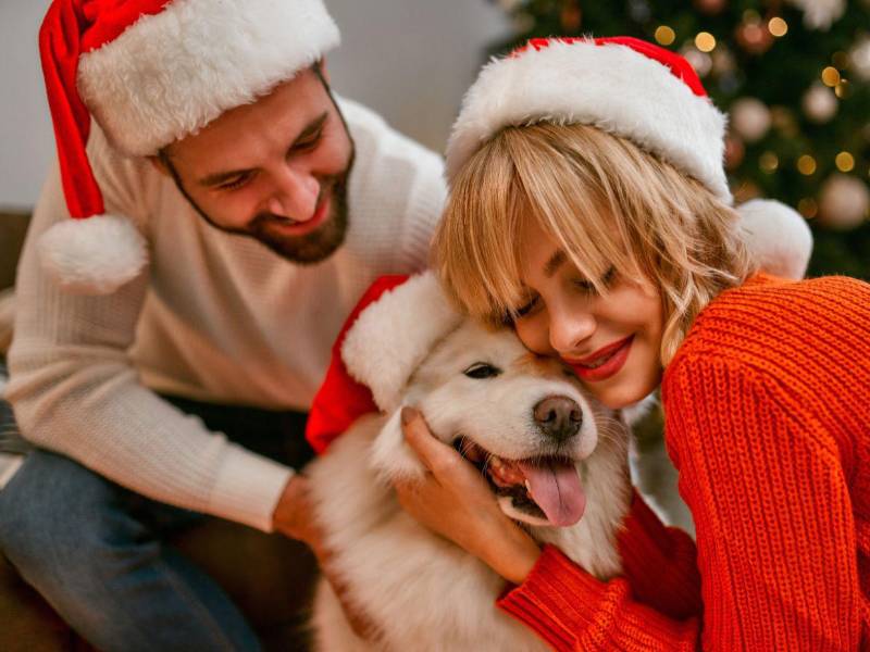 Con unos cuantos ajustes en la decoración y un poco de atención preventiva, es posible disfrutar de la temporada sin poner en riesgo el bienestar de sus animales.