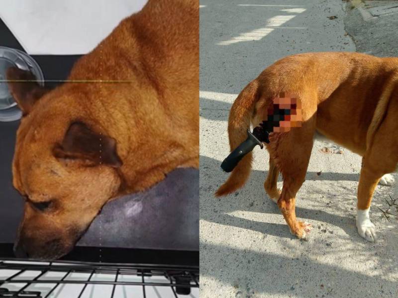 Toto resultó herido por Cristo Jesús Turcios Tosta.