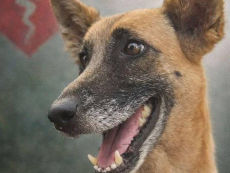 Un acto inhumano le arrebató la vida a la perrita Bella, quien vivía en la Universidad Nacional Autónoma de Honduras (UNAH), en el campus de Tegucigalpa, bajo el cuidado de “Huellas Solidarias”, un grupo de estudiantes voluntarios. ¿Qué pasó el día de su muerte?