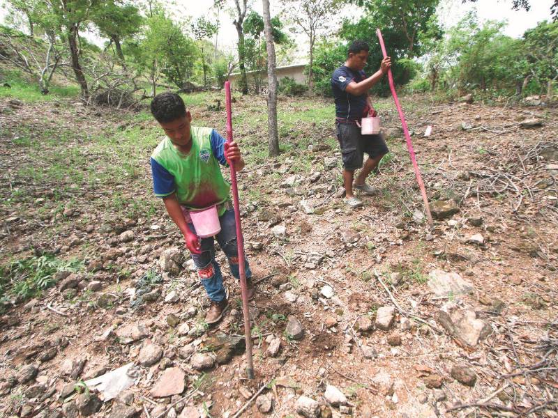 La sequía provocó la pérdida total de los cultivos de subsistencia en varias zonas del corredor seco.